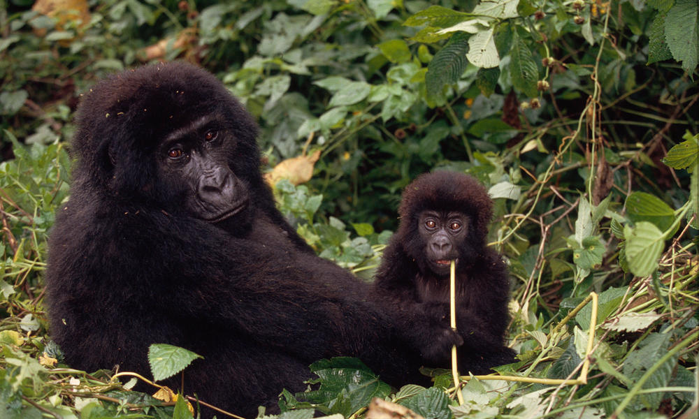 Animals In Congo