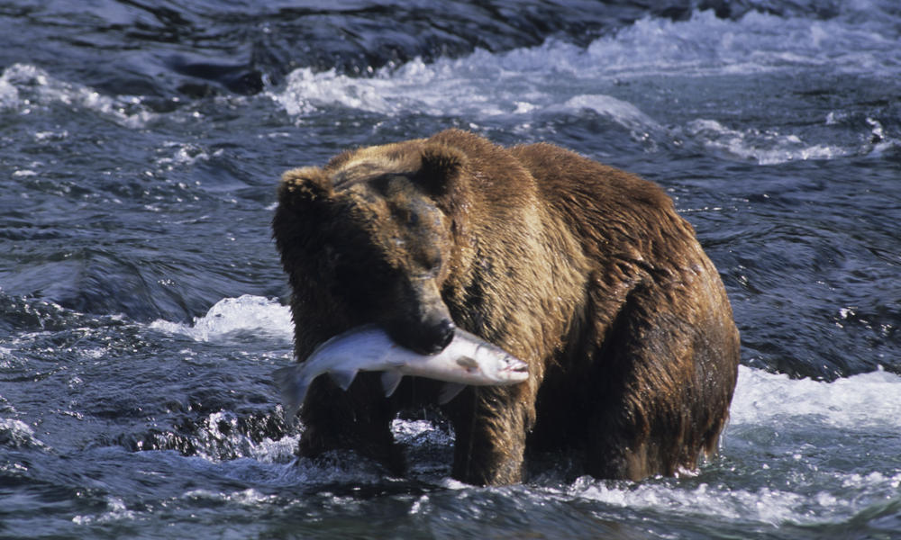 Brown Bear