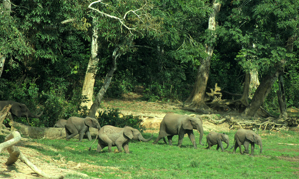 Forest Elephant Threats