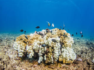 coral bleaching