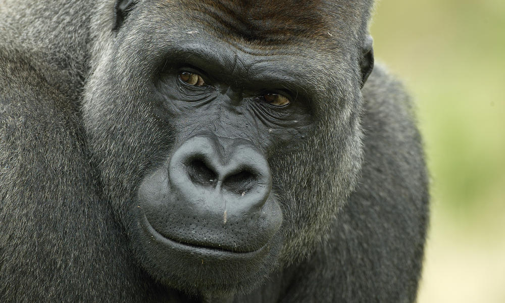 http://assets.worldwildlife.org/photos/1028/images/story_full_width/western-lowland-gorilla-heroHI_279168.jpg?1345535856