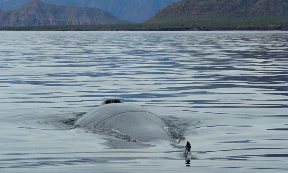 Fin whale (Balaenoptera physalus) surfacing, blowhole and dorsal fin visible, Isla del Carmen (island), Baja California, Mexico (Gulf of California Ecoregion)