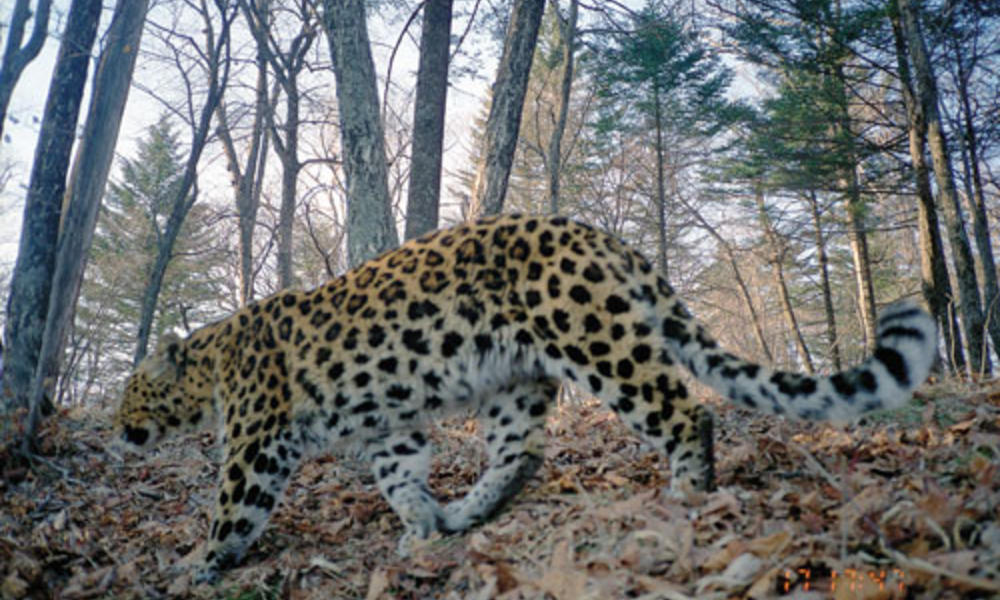 Amur leopard