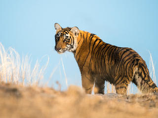 tiger in grass