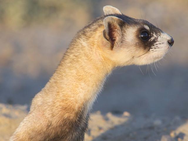 Black-footed Ferret | Species | WWF