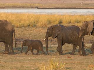 elephants walking in a line