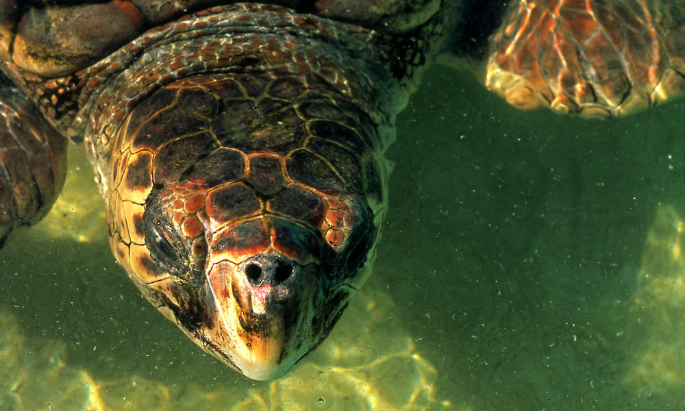 Head of Loggerhead turtle