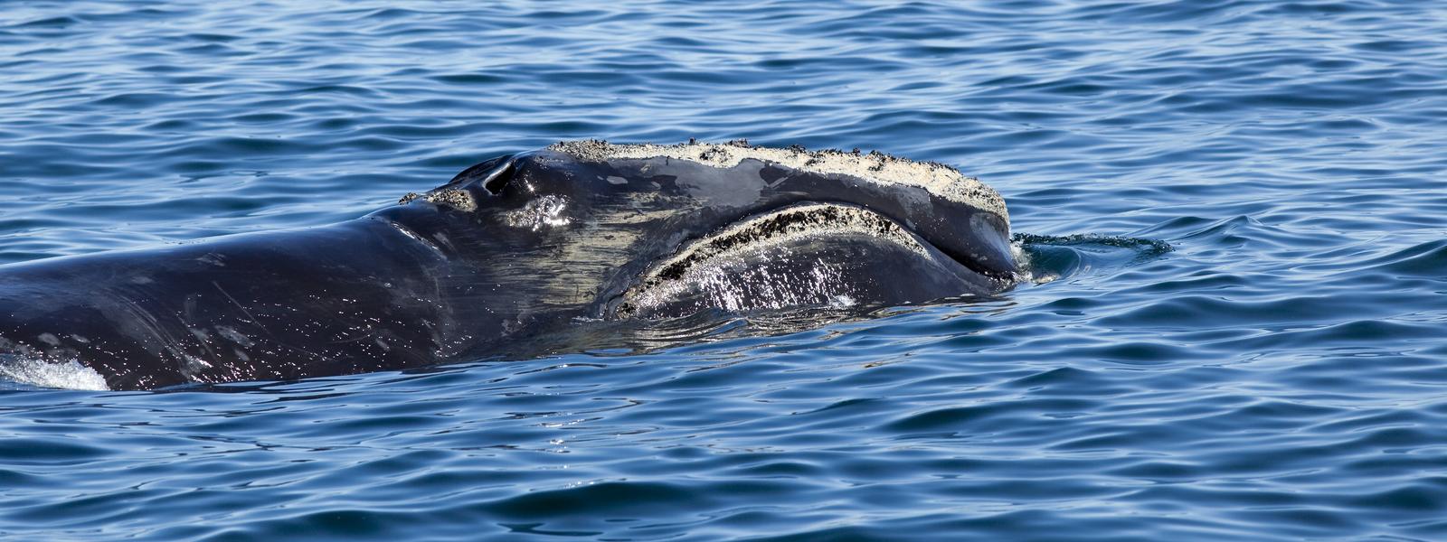 What do Right whales eat?