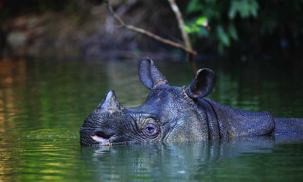 picture of javan rhinoceros