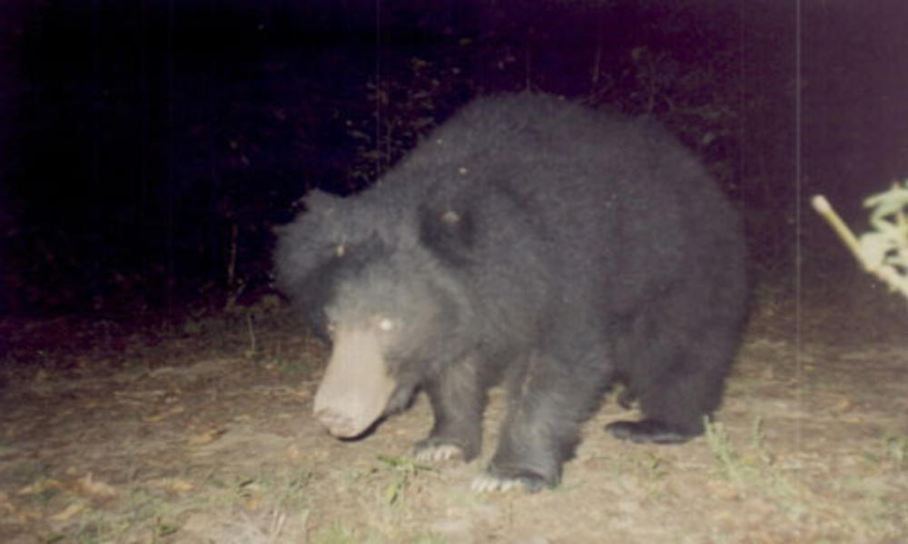 Common bear