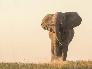 African elephant at dusk