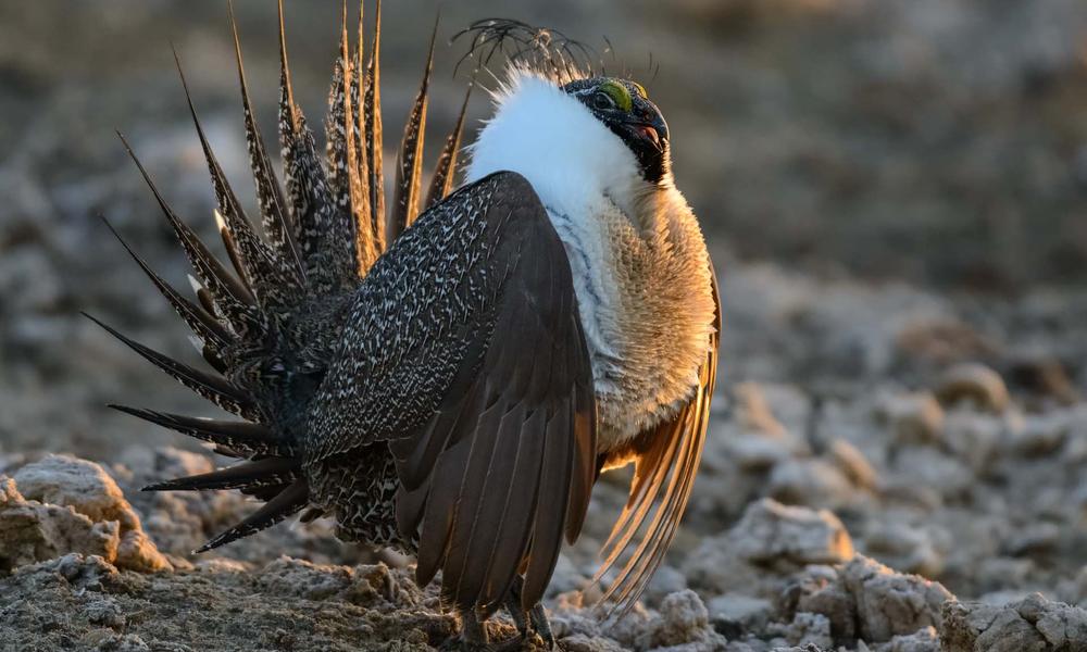 animals-of-the-northern-great-plains-stories-wwf