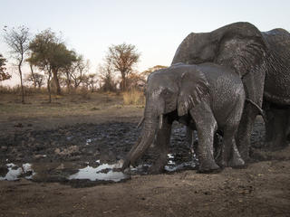 Will Burrard-Lucas Camera Traps Elephants