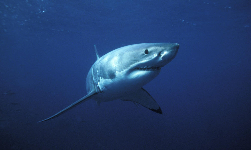Great_white_shark_7.30.2012_whytheymatter_hi_111754