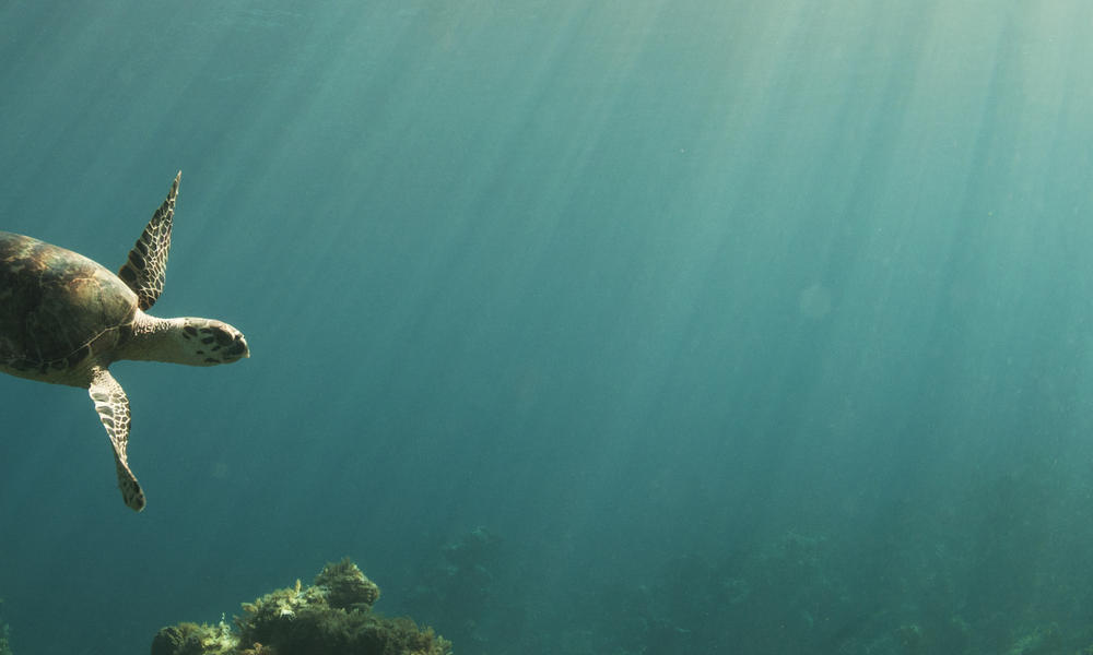 Hawksbill turtle