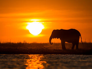 Namibia Elephant_WWF Day Story