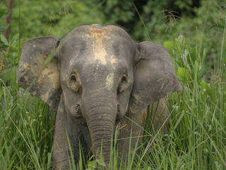 BORNEO_Christy_Williams_WWF_113471.jpg