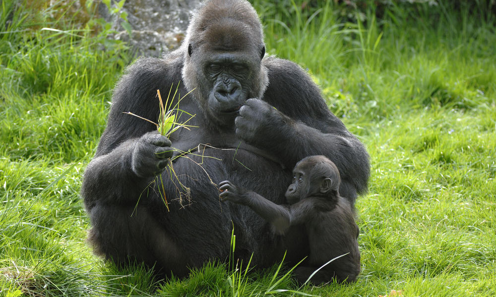 western lowland gorilla threats