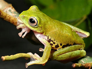 Mulu frog at night