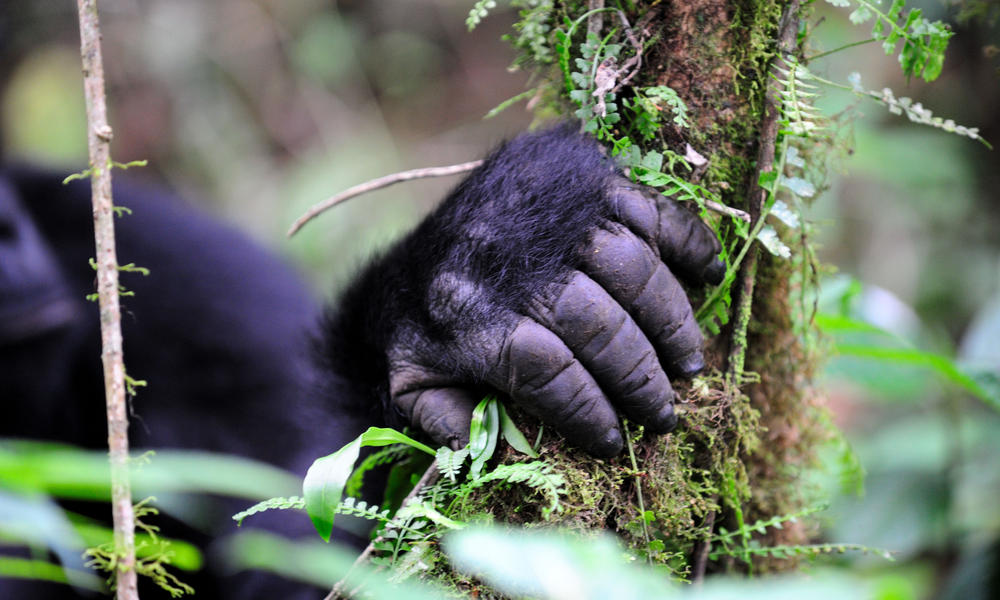 eastern lowland gorilla