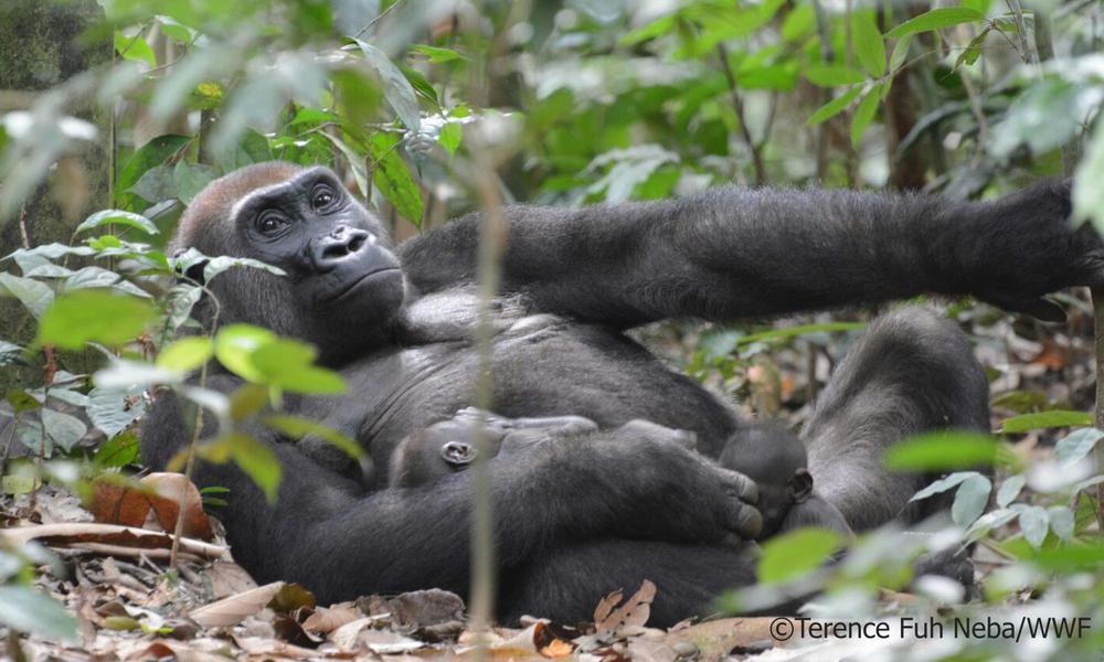 Gorilla mother with her twins