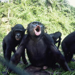 http://assets.worldwildlife.org/photos/1119/images/circle/bonobos_7.31.2012_a_unique_social_structure_XL_257729.jpg?1345586406