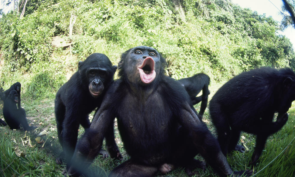 Blanco Nuclear - Votación de Baneo DEFINITIVO  - Página 5 Bonobos_7.31.2012_a_unique_social_structure_XL_257729