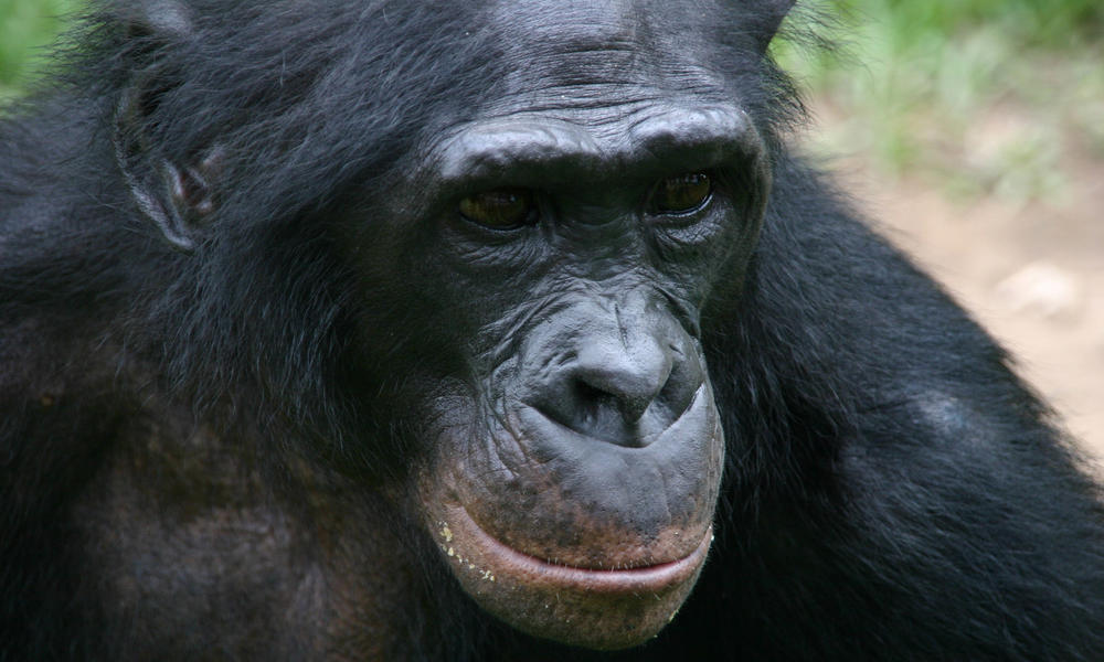 Bonobo