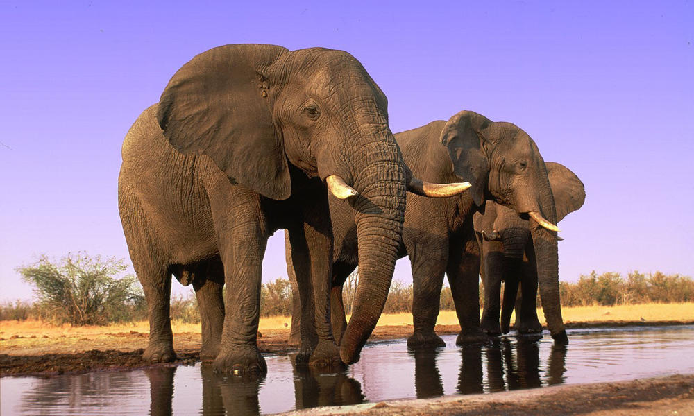 Elephant Herd
