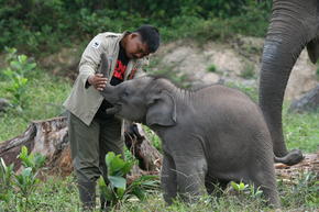Elephants Why They Matter 3