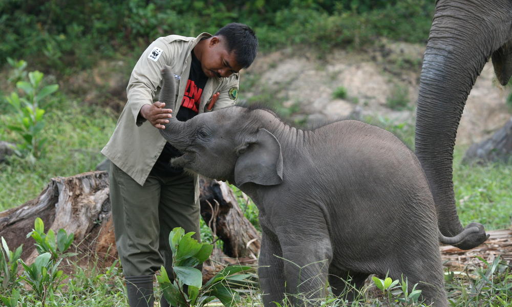 Elephants Why They Matter 3