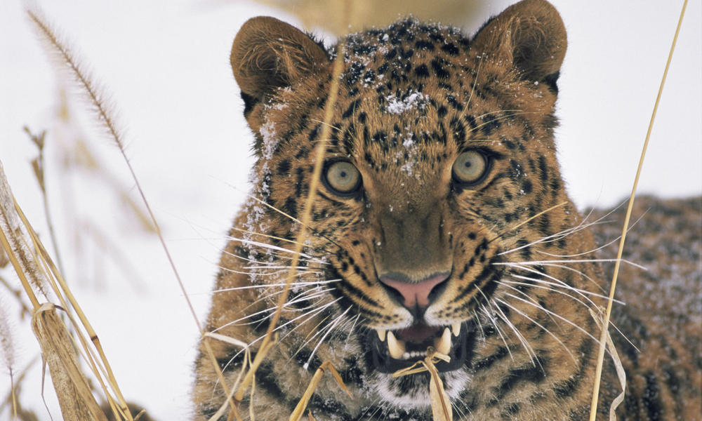 How Fast Are Amur Leopards? And 9 Other Amur Leopard Facts | Stories | WWF