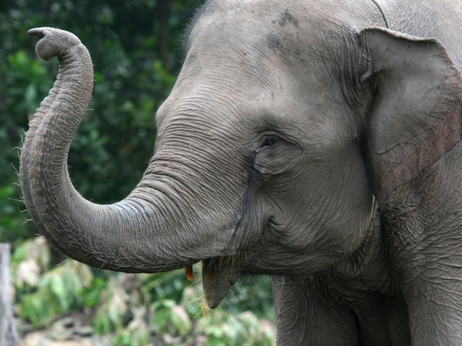 VIDEO. Des images d'éléphants sauvages filmés dans la jungle cambodgienne  