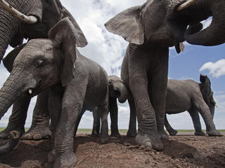 African elephants
