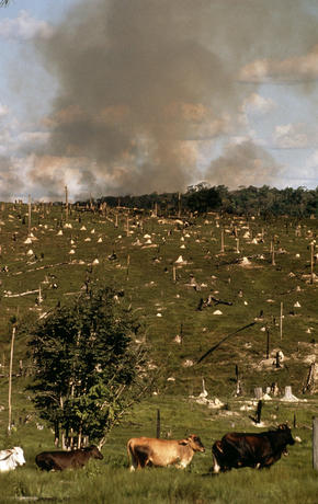 Image result for beef industry destroying forests