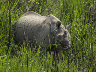 rhino in grass