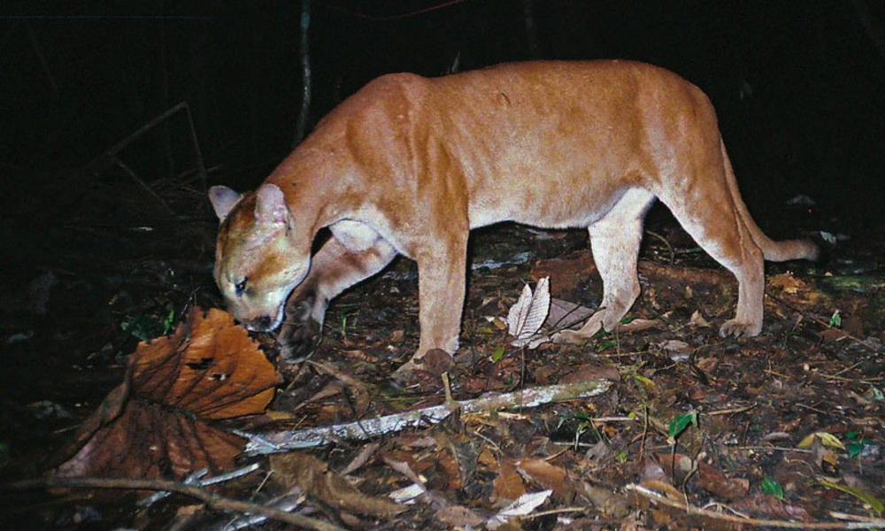 Puma