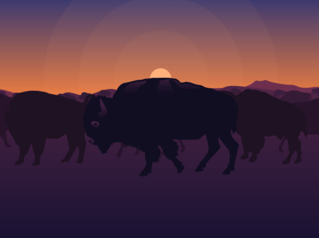 bison_info_slide_9_background