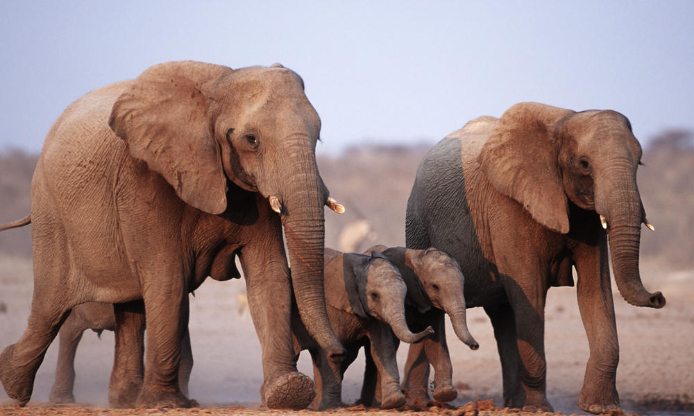 Essay On Endangered Elephants