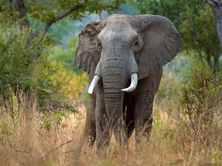 an elephant in Selous reserve