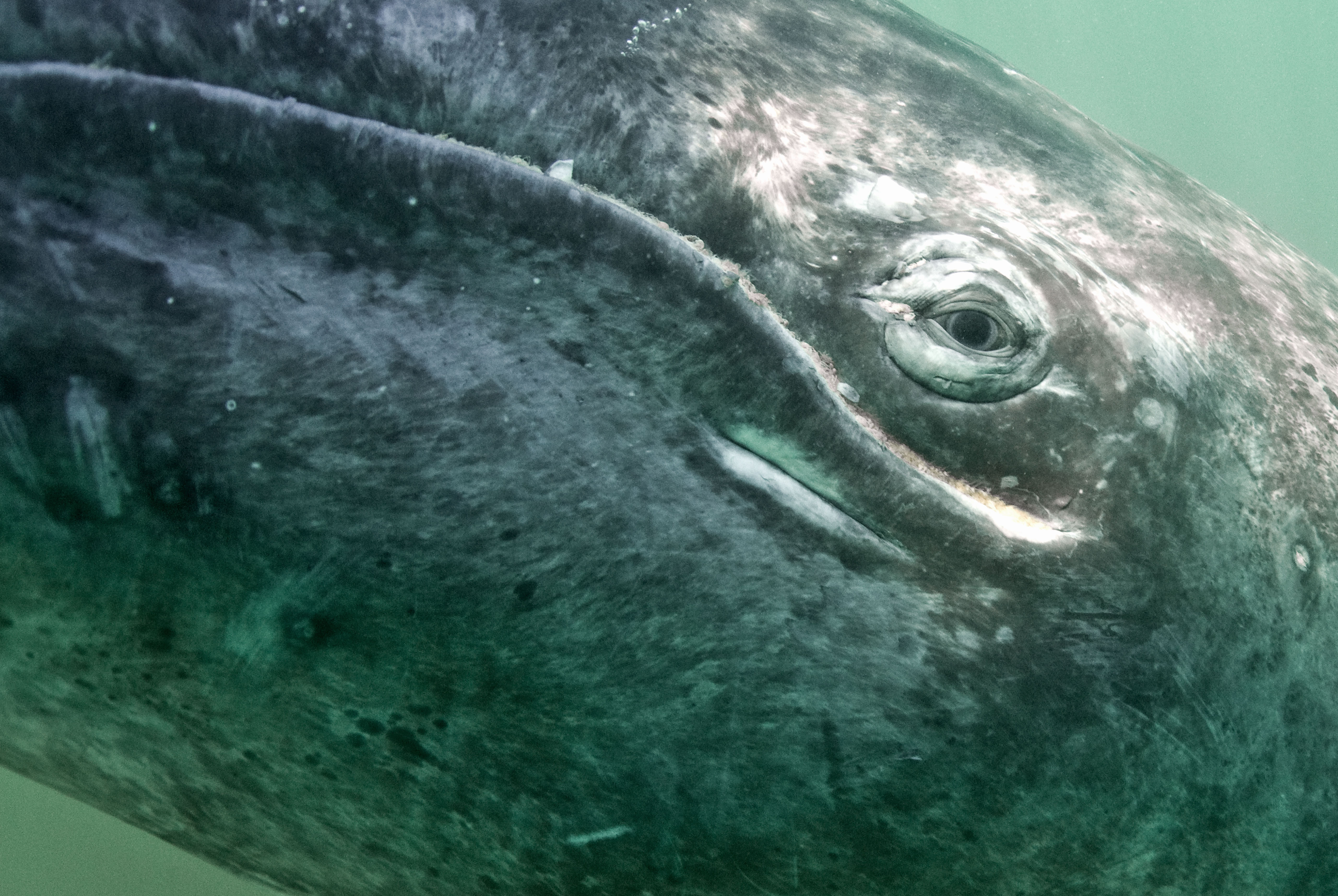 gray whale