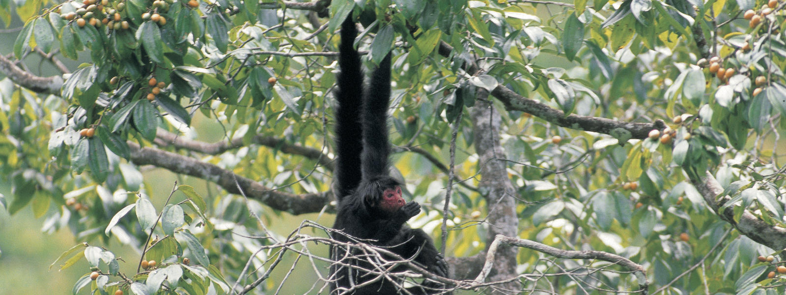Black Spider Monkey | Spider Monkey | Species | WWF