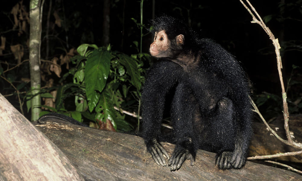 Black Spider Monkey