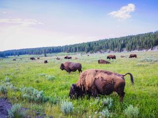 Bison_Story_297667280
