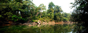 Forest and river, Nepal.