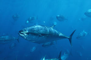 Pacific bluefin tunas, Mexico