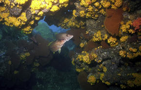 Coral reef at Marine Park
