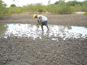 Replanting mangrove forests