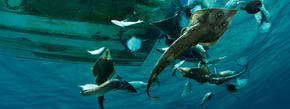 Bycatch Thrown Overboard, Mexico