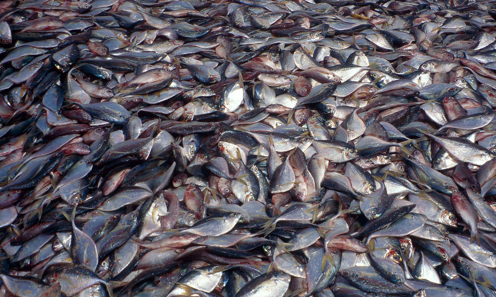 piles of fish